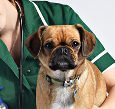 Vet Nurses