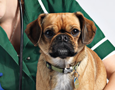 Vet Nurses