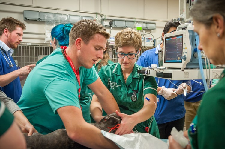 Continuing Professional Development - Emergency and critical care ...