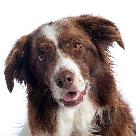 Continuing Professional Development - Advanced medical nursing